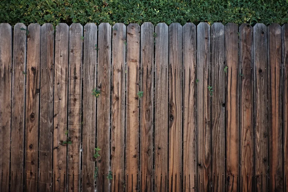 A run of weathered wood privacy fence boards with dog-eared tops, nail heads showing, and green shrubs above the fence line