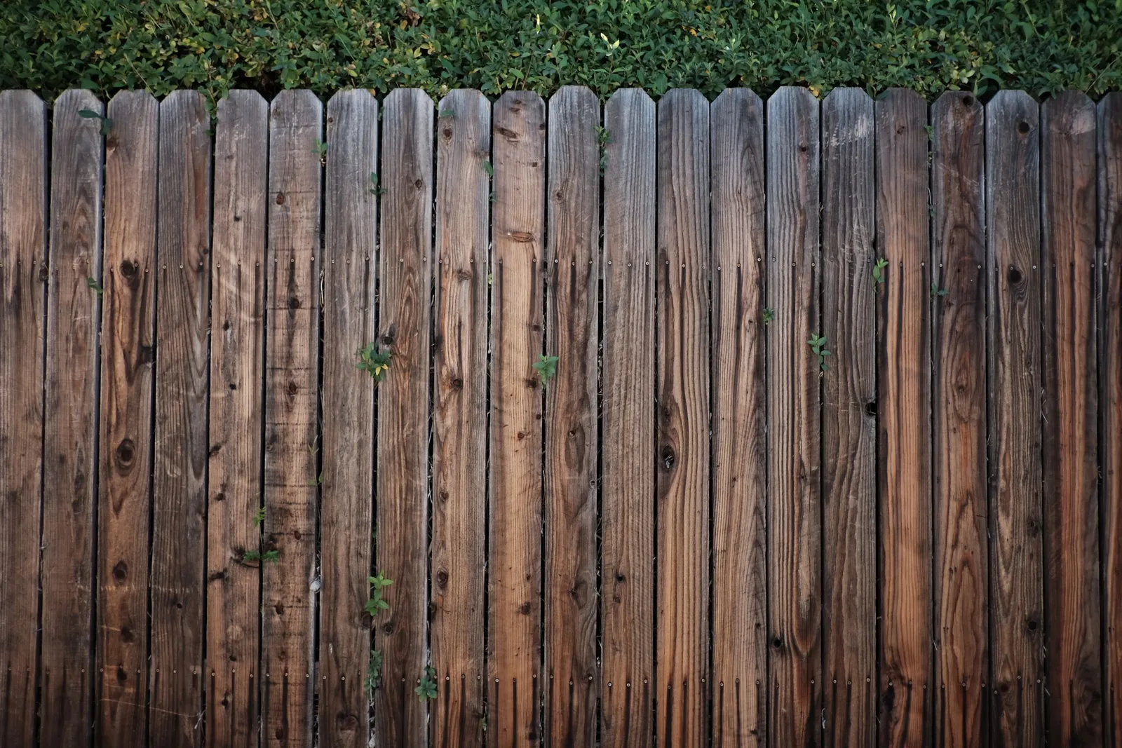 A run of weathered wood privacy fence boards with dog-eared tops, nail heads showing, and green shrubs above the fence line