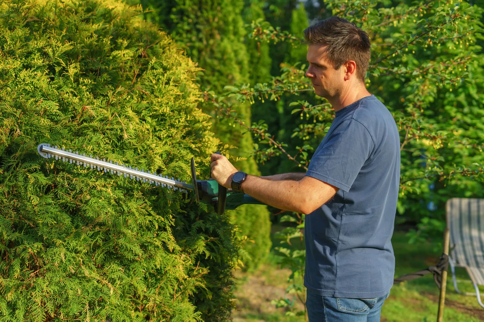 A man in a blue T-shirt trimming a tall evergreen hedge with an electric hedge trimmer in late-day sun