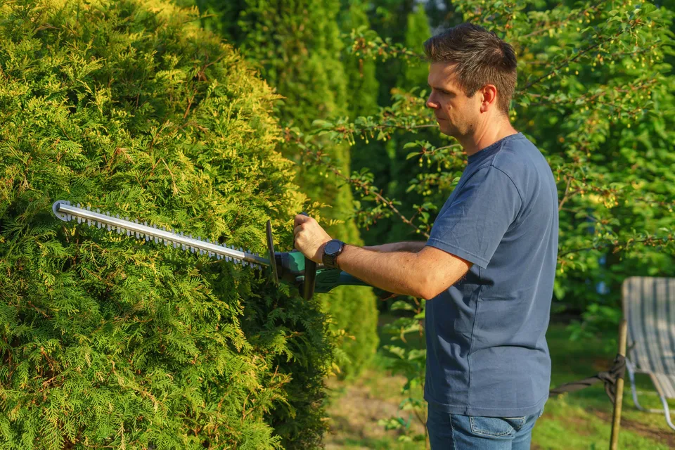 A man in a blue T-shirt trimming a tall evergreen hedge with an electric hedge trimmer in late-day sun