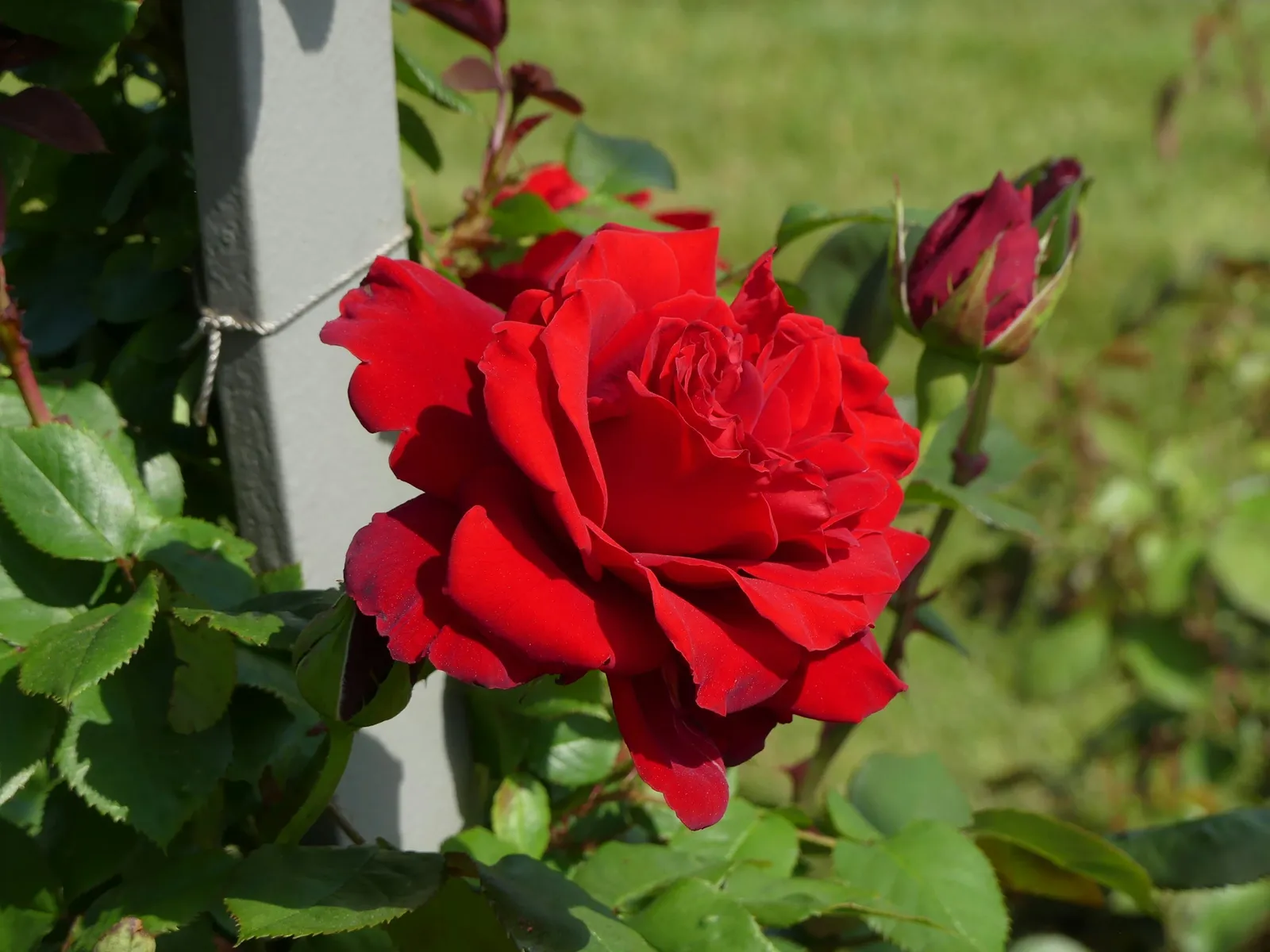 A deep red rose in bloom against green leaves